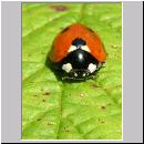 Coccinella septempunctata - Siebenpunkt 16.jpg
